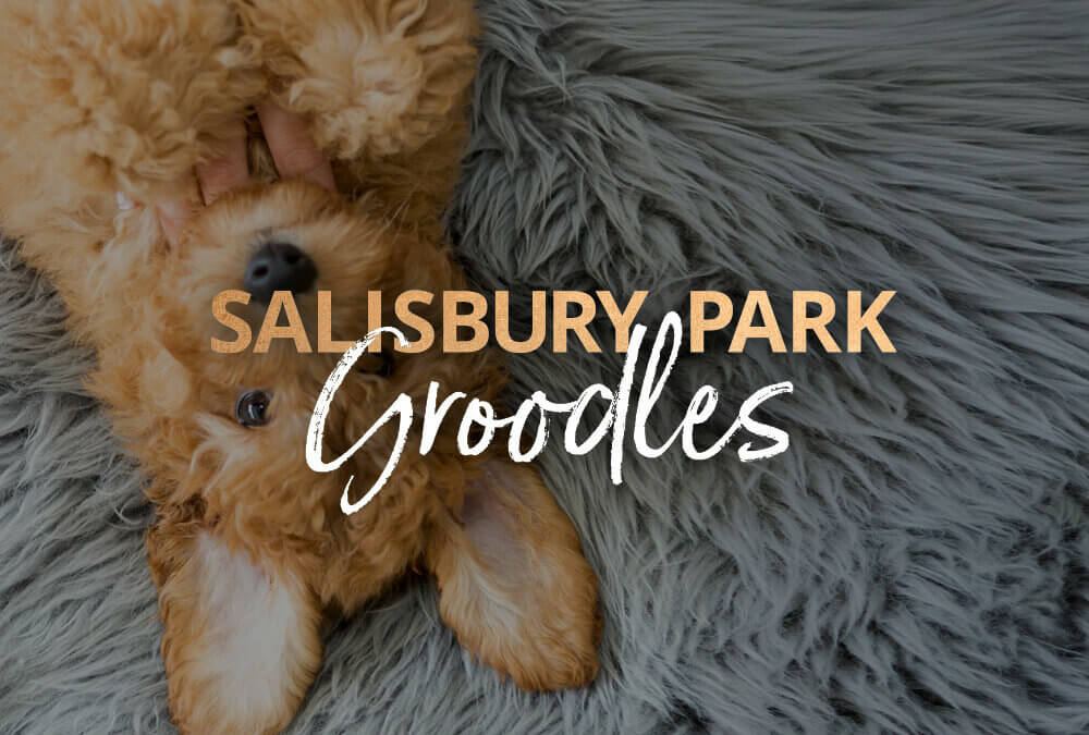 Salisbury Park Groodles