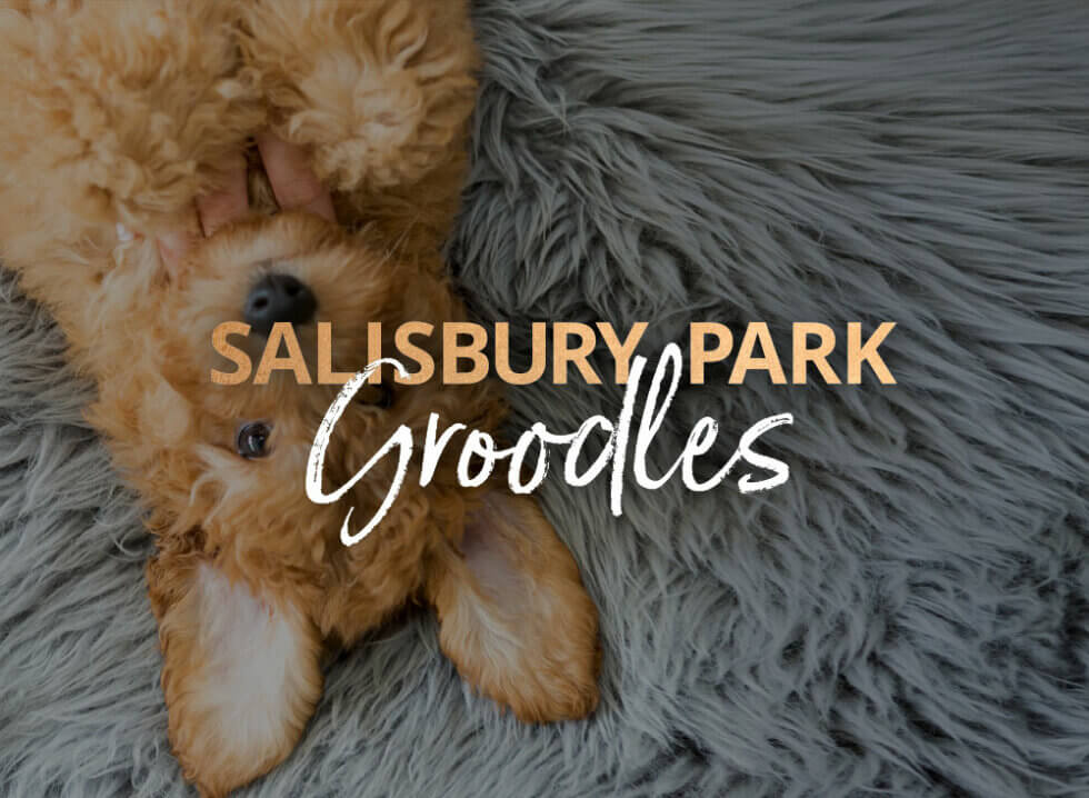 Salisbury Park Groodles